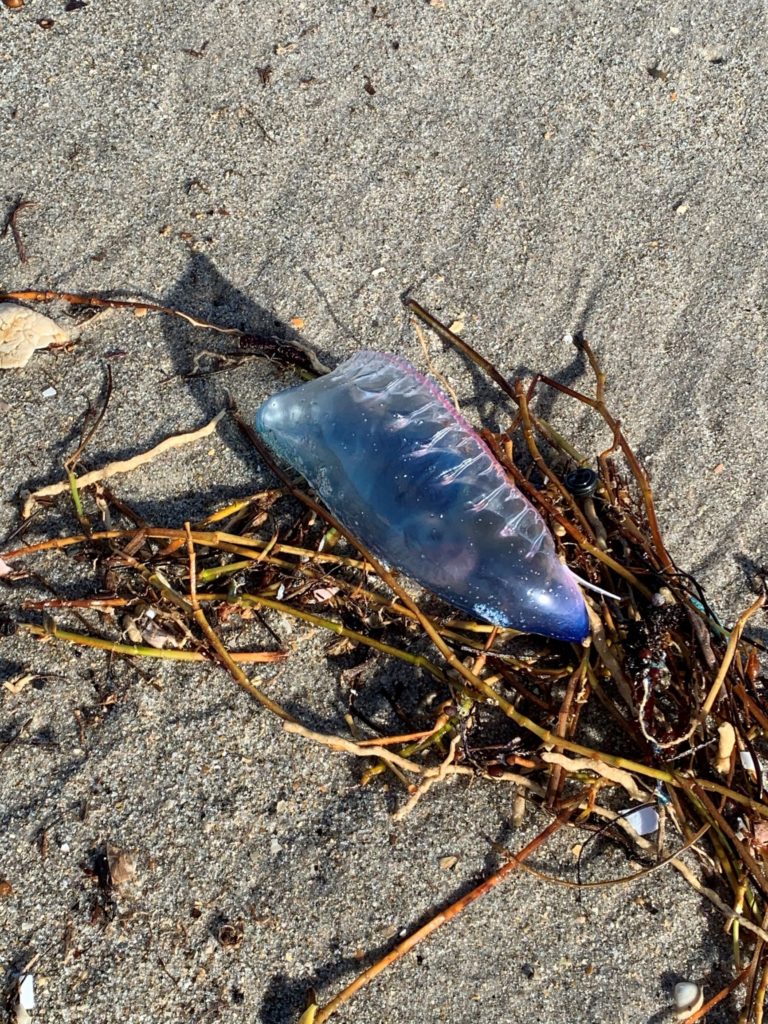 Portuguese ManofWar Poem of the Week Poetry, Prose