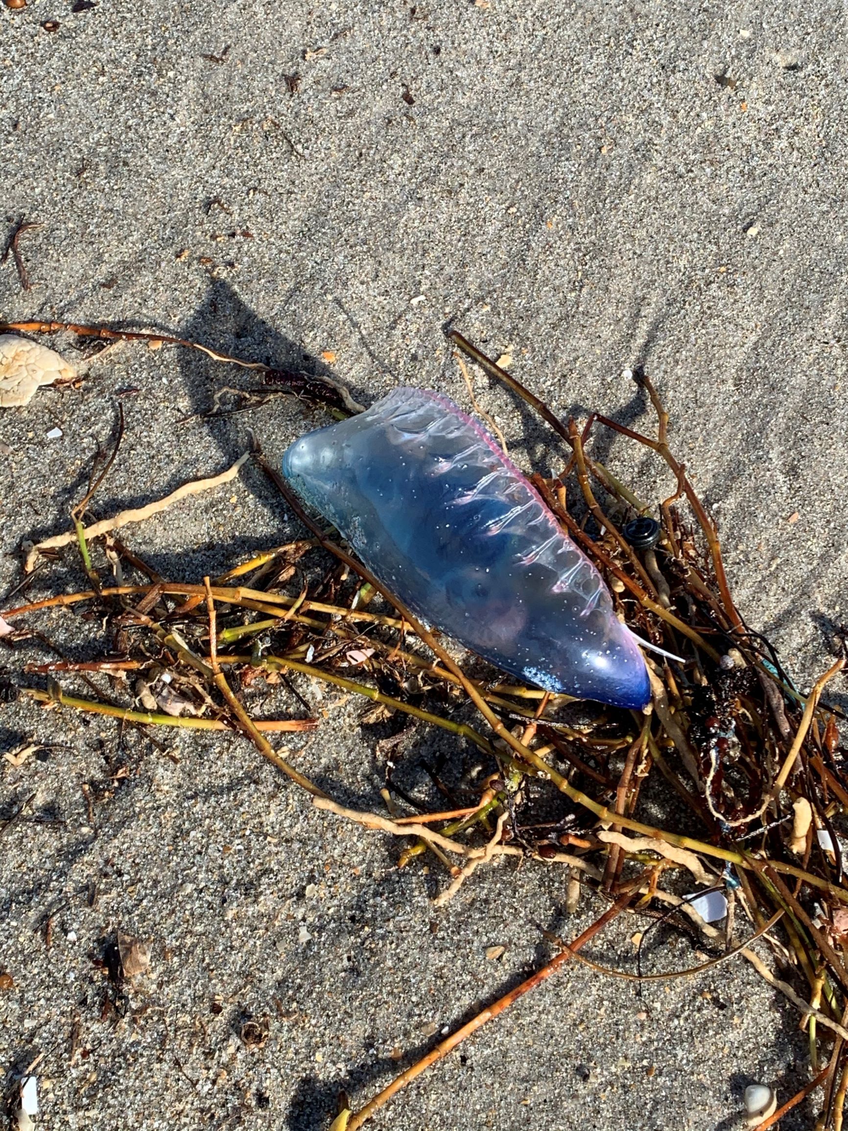 Portuguese Man-of-War. Ruffled pink edge is the top of the float sac.